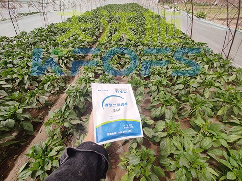 磷酸二氢钾厂家，这家不要错过