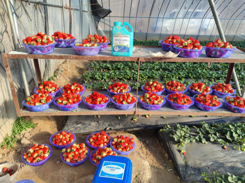 水溶肥价格高，可是用的人却很多！