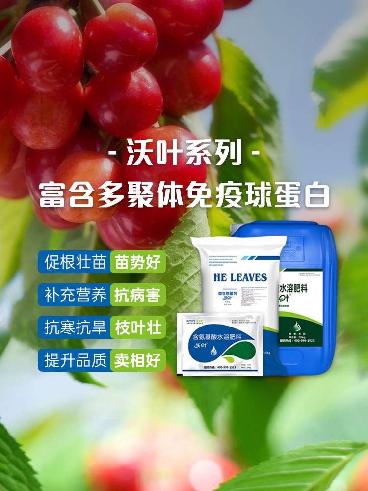 沃叶系列，富含多聚体免疫球蛋白1